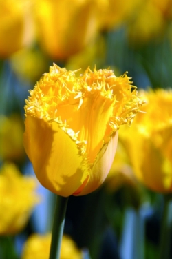 Tulp Hamilton